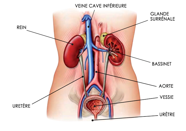 Les stomies urinaires